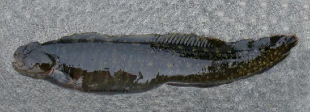 1778318114_1.jpg